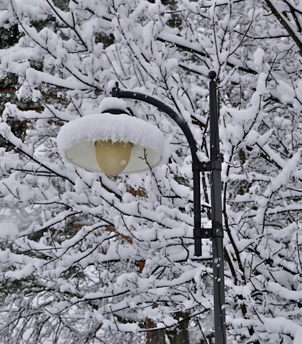 Immagine con lampione, neve, rami, inverno, albero, alberi, bianco, lampada, lampadina, palo