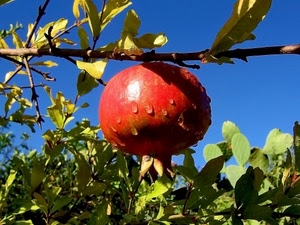 foglie, gocce, cielo, rosso, azzurro, melograno, verde, melagrana, ramo, frutto, rami, frutta, cactus, acqua, alberi, cibo, macro, natura