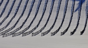 neve, filari, inverno, bianco, curve, vigna, viti