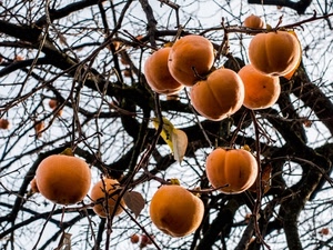 rami, cachi, frutta, arancione, albero, cibo, frutti