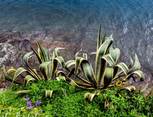 foglie, verde, piante, mare, acqua, fiori, agave, grasse, pianta, spine, erba, aloe, scogli, due
