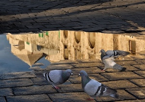 piccioni, riflesso, pozzanghera, acqua, riflessi, tre, colombi, pavimento, specchio, uccelli, pietre, strada, pozza, archi